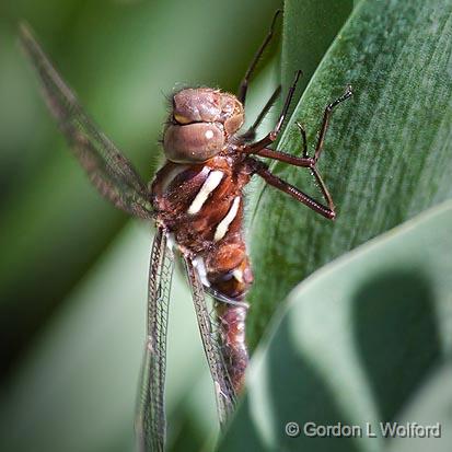 Dragonfly_25487A.jpg - Photographed at Ottawa, Ontario, Canada.